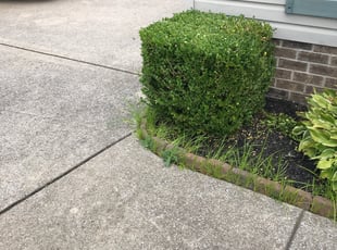 Bush Trimming by James Bard for Magdalene O. in Murfreesboro, TN