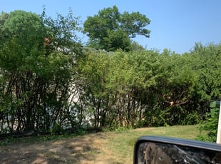 Bush Trimming by Leonard Hackensmith for Ian P. in New Brighton, MN