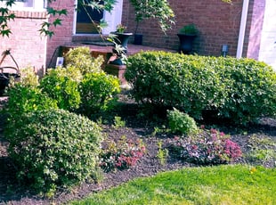 Bush Trimming by Brandon Ross for lauren t. in Haymarket, VA