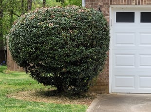 Bush Trimming by Antonio Wallace for Carlos C. in Pineville, NC