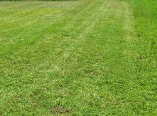 Heidi M.'s Grass Cutting service result