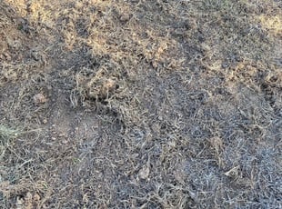 Cleanups by Jose Ramirez for Alec B. in Manchaca, TX