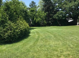 MICHAEL G.'s Lawn Mowing service result