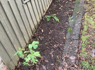 Leaf Removal by Antonio Ortega for Athena C. in Portland, OR