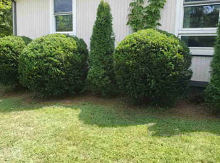Bush Trimming by Anton Sum for Scott H. in Goodlettsville, TN