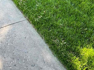 Lisa B.'s Yard Cutting service result
