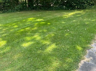 Ruby V.'s Lawn Mowing service result