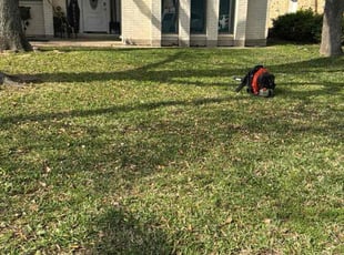 Leaf Removal by Ed Garcia for Melissa V. in Seabrook, TX