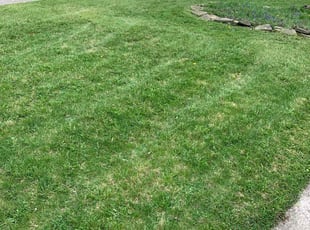Mariah S.'s Yard Cutting service result