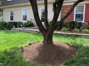 Bush Trimming by Khalim Yularnis for David H. in Reston, VA