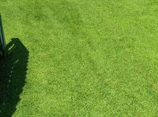 Nicole C.'s Lawn Mowing Service service result