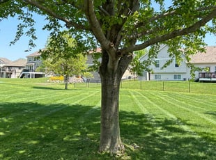 Susan T.'s Grass Cutting service result