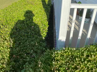 Bush Trimming by Patrick Martin for Krystal W. in Columbia, SC