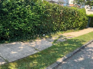 Shauna S.'s Lawn Mowing service result