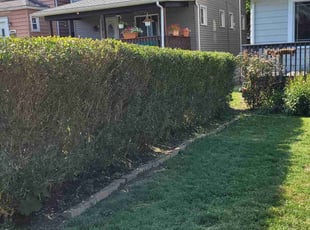 Steedin P.'s Lawn Service service result