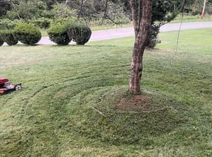Harold D.'s Lawn Mowing service result