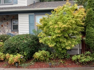 Bush Trimming by Tom Sykes for Darlene M. in Newport News, VA