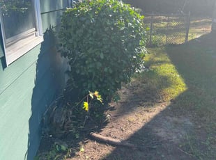 Bush Trimming by Yehoshua Israel for Wanda S. in Newport News, VA