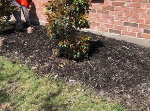 Weeding by Sergio Becerra for Alexandra T. in Forney, TX
