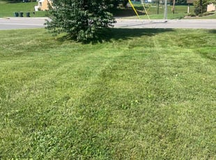Aaron R.'s Yard Cutting service result