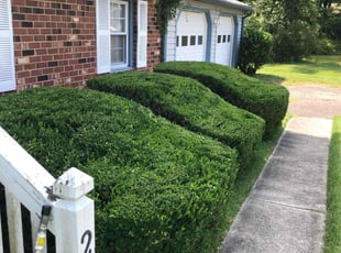 Eileen R.'s Bush Trimming service result