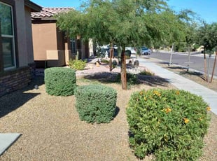 Bush Trimming by Fernando Cota for Kenneth L. in Laveen Village, AZ
