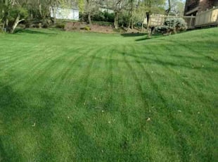 james s.'s Grass Cutting service result
