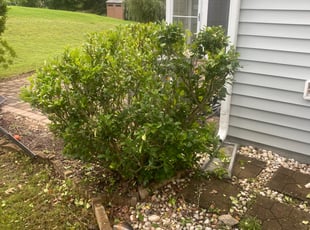 Bush Trimming by Nick Halferty for Marcus P. in Raleigh, NC