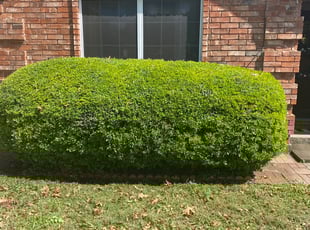 Bush Trimming by Scott Oyster for Rus C. in Euless, TX