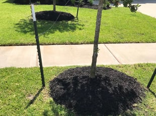 Aqueelah W.'s Lawn Mowing service result
