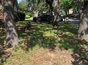 Bush Trimming by Kwame Nicholas for Carolyn B. in Arlington, TX