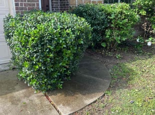 Bush Trimming by Omar Huerta for Shatoria H. in McKinney, TX
