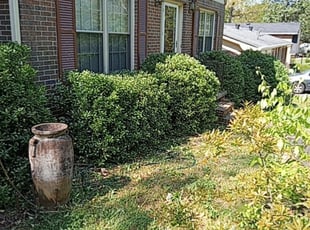 Bush Trimming by Eddie Hicks for Susan A. in Clarkston, GA