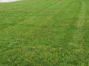 Sonia B.'s Lawn Service service result