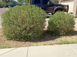 Bush Trimming by Julia Laurean for Augustina C. in Phoenix, AZ