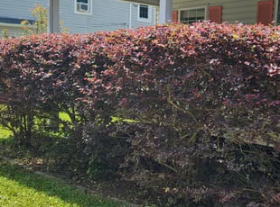 Bush Trimming by Devin Kemp for Michael W. in North Myrtle Beach, SC