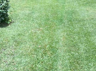 Ross M.'s Lawn Service service result