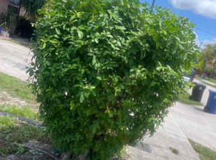 Kayla R.'s Bush Trimming service result