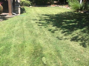 Chelsea S.'s Lawn Care service result