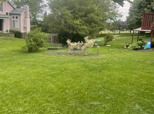 Carol P.'s Lawn Mowing service result