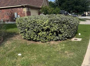 Bush Trimming by Rene Gabriel Ramirez for Richard N. in Pflugerville, TX