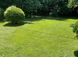 Rachyll P.'s Grass Cutting service result