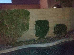 Bush Trimming by Nick Steffes for Frances S. in Peoria, AZ