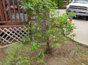 Tina C.'s Bush Trimming service result