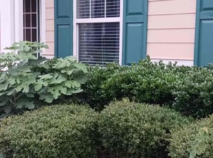 Bush Trimming by Michael Marshall for Sunshine C. in Buford, GA