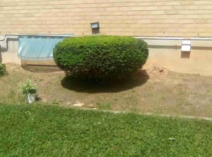 Bush Trimming by David Moyer for Meri P. in Allentown, PA
