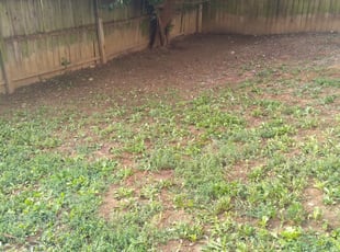 Cleanups by Earnest Williams for Sue l. in Columbus, OH