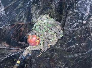 Cleanups by Michael Watters for Jackie S. in El Paso, TX