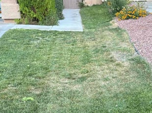 Kira B.'s Bush Trimming service result