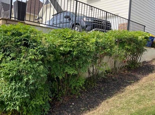 Bush Trimming by C.J. Cooley for Keenan D. in Kennesaw, GA